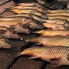 Плавучая гостиница Седьмая жилка, Камызякский район, Астраханская область