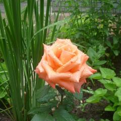 Отель Голд, Ковров, Владимирская область