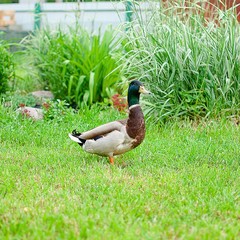 База отдыха Переханово, Ковров, Владимирская область