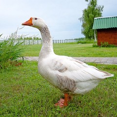 База отдыха Переханово, Ковров, Владимирская область