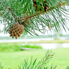 База отдыха Переханово, Ковров, Владимирская область