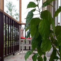 Гостевой дом Абажур, Коктебель, Крым