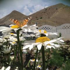 Гостевой дом Абажур, Коктебель, Крым