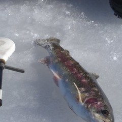 База отдыха Золотой карп, Костёнки, Воронежская область