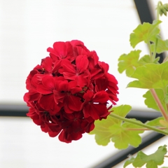 Пансионат Уют, Кострома, Костромская область