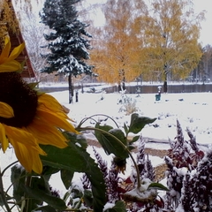 Парк-отель Берендеевка, Кострома, Костромская область