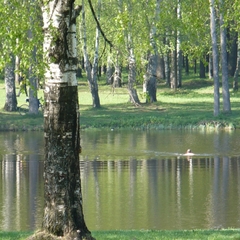 Парк-отель Берендеевка, Кострома, Костромская область