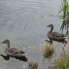Парк-отель Берендеевка, Кострома, Костромская область