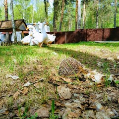 Загородная база отдыха Губернский двор, Кострома, Костромская область