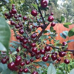 Гостевой дом Дальняя 11, Кострома, Костромская область