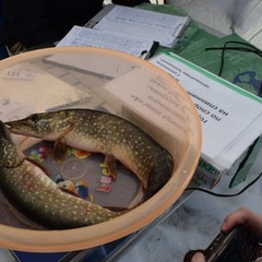 Загородная база отдыха Губернский двор, Кострома, Костромская область