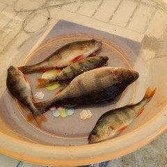 Загородная база отдыха Губернский двор, Кострома, Костромская область