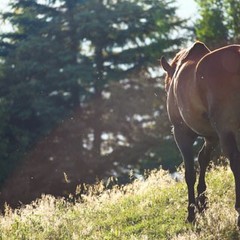 Загородная база отдыха Губернский двор, Кострома, Костромская область
