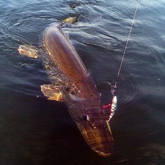 Загородная база отдыха Губернский двор, Кострома, Костромская область