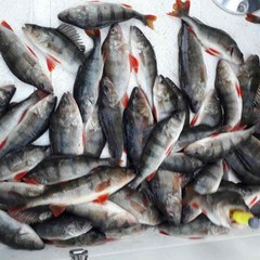 База отдыха Солнечный бор, Костяевка, Вологодская область