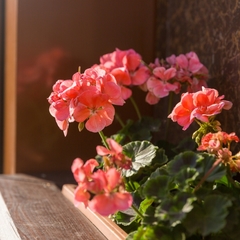 Гостиница Альва Донна, Котельники, Московская область