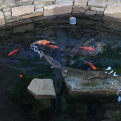 Гостевой дом Kastana, Красная Поляна, Краснодарский край