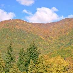 Шале Шале Белый Вихрь, Красная Поляна, Краснодарский край