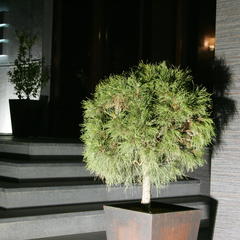 Отель Genoff, Краснодар, Краснодарский край