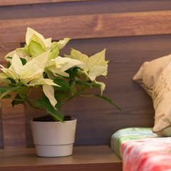 Гостевой дом Ксения, Краснодар, Краснодарский край