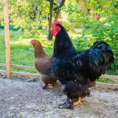 Хостел Дон-Антонио, Краснодар, Краснодарский край