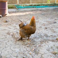 Хостел Дон-Антонио, Краснодар, Краснодарский край