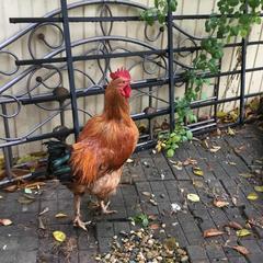 Хостел Дон-Антонио, Краснодар, Краснодарский край