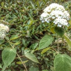 Гостевой дом на Каляева, Краснодар, Краснодарский край