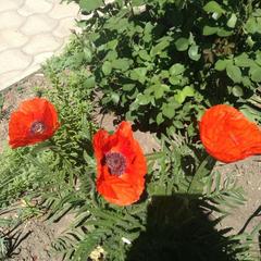 Гостевой дом на Каляева, Краснодар, Краснодарский край