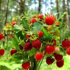 Усадьба Красная мельница, Красное, Калининградская область