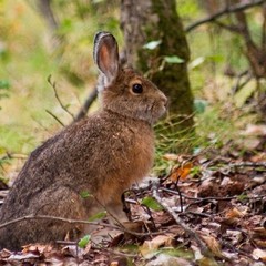 Усадьба Красная мельница, Красное, Калининградская область