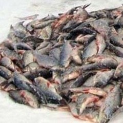 Усадьба Красная мельница, Красное, Калининградская область