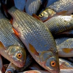 Усадьба Красная мельница, Красное, Калининградская область