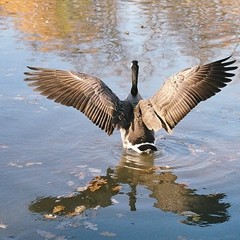 Усадьба Красная мельница, Красное, Калининградская область