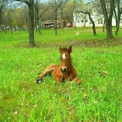 База отдыха Радуга, Краснослободск, Волгоградская область