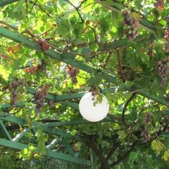 Гостевой дом Ласточкино гнездо, Криница, Краснодарский край