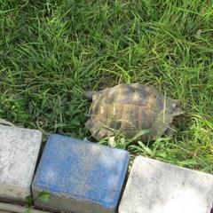 Гостевой дом Ласточкино гнездо, Криница, Краснодарский край