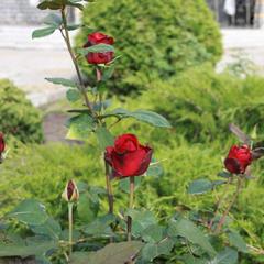 Гостиница ГРК-Калипсо, Кстово, Нижегородская область