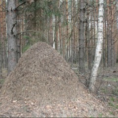 Клуб отдыха Серые волки, Кузьмино, Костромская область