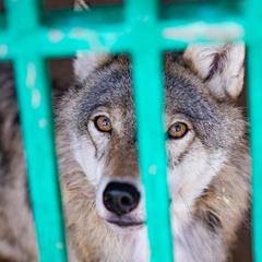 Загородный комплекс Русская Охота, Курумоч, Самарская область