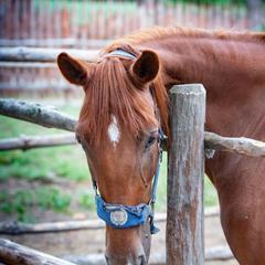 Загородный комплекс Русская Охота, Курумоч, Самарская область