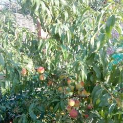 Гостевой дом Касабланка, Кучугуры, Краснодарский край