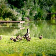 Загородный комплекс Русская Охота, Курумоч, Самарская область