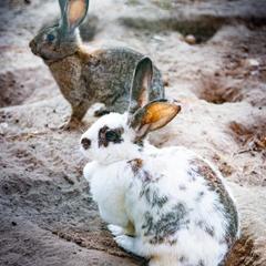 Загородный комплекс Русская Охота, Курумоч, Самарская область
