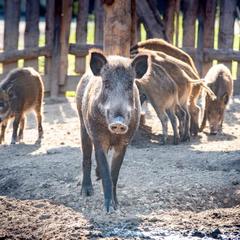 Загородный комплекс Русская Охота, Курумоч, Самарская область