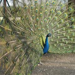 Загородный комплекс Русская Охота, Курумоч, Самарская область