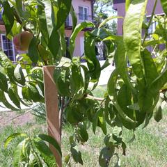 Гостевой дом Центральный, Кучугуры, Краснодарский край