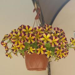 Гостевой дом Центральный, Кучугуры, Краснодарский край