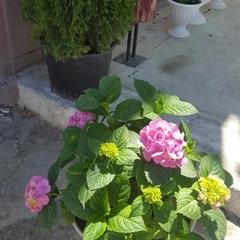 Гостевой дом Центральный, Кучугуры, Краснодарский край