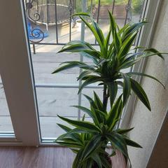 Гостевой дом Центральный, Кучугуры, Краснодарский край